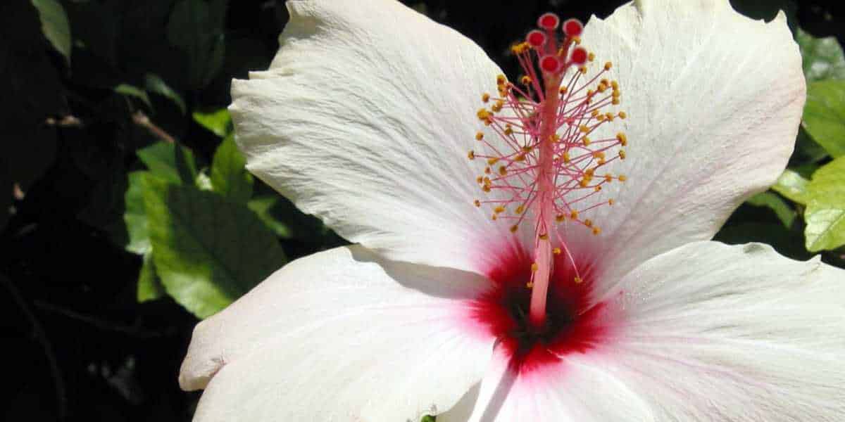 چرا نژاد و گونه گل در تعیین قیمت آن مهم است؟