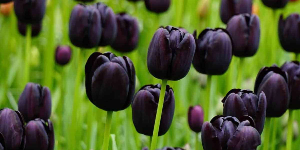 گل لاله سیاه: نمادی از عشق و اندوه، چگونه آن را در خانه پرورش دهیم؟