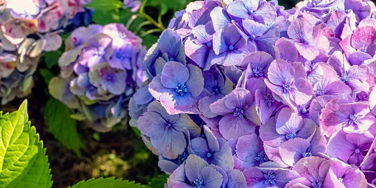 گل ادریسی هفت رنگ: تغییر رنگ جادویی و تکنیک‌های نگهداری آن