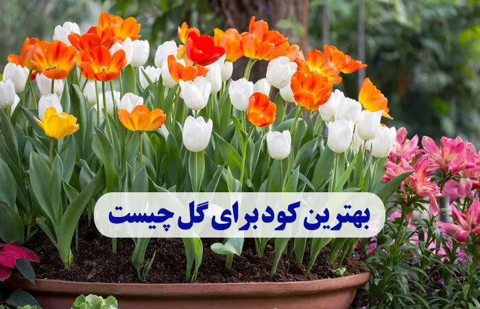 بهترین کود برای گل چیست