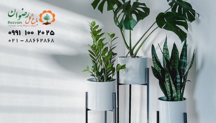 استند گلدان چیست