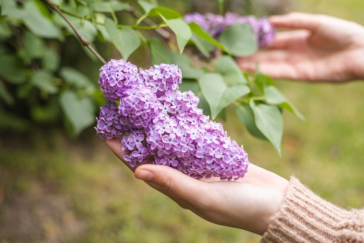 گل یاس بنفش؛ عطر بهاری و زیبایی دلنشین گل یاس بنفش؛ عطر بهاری و زیبایی دلنشین